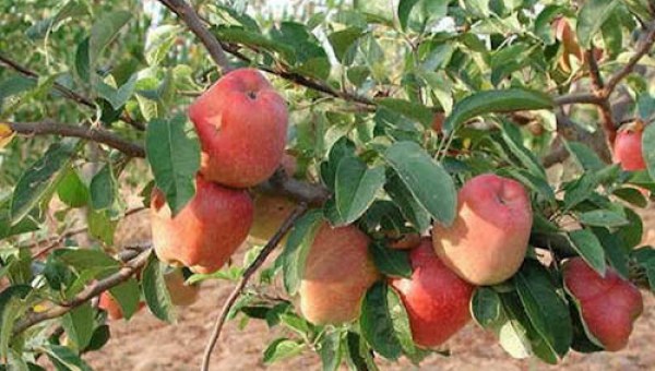 Καταστροφή για τους αγρότες