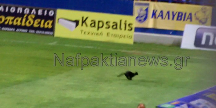 ΒΙΝΤΕΟ-Μαύρη γάτα μπήκε στο γήπεδο πριν τον αγώνα
