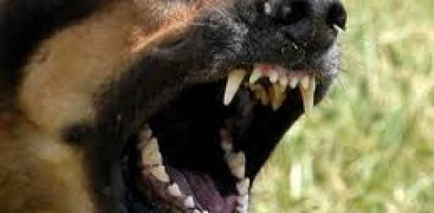 Κινδύνευσε 8χρονος από επίθεση σκύλου