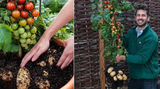 Το υβριδικό φυτό Τομα…πατάτα
