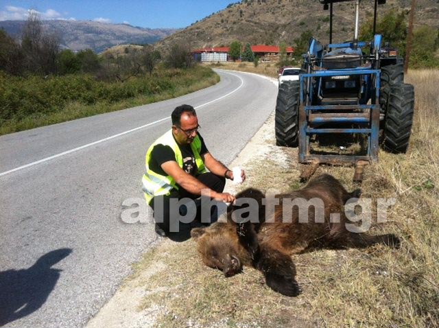 Νεκρή αρκούδα στην Καστοριά
