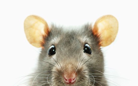 Αρουραίοι…αστυνομικοί