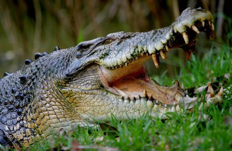 Ένα θαύμα τον έσωσε από τον κροκόδειλο