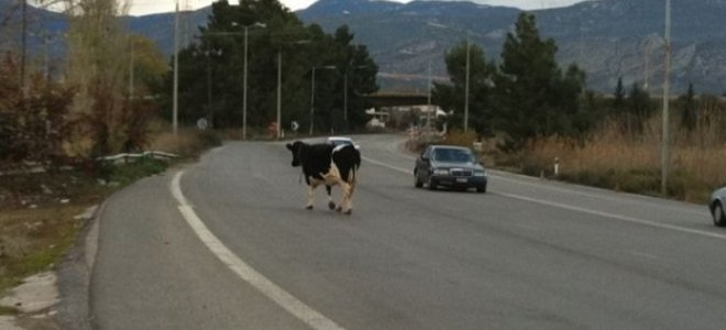 Αστυνομικός κατηγορείται ότι σκότωσε αγελάδα