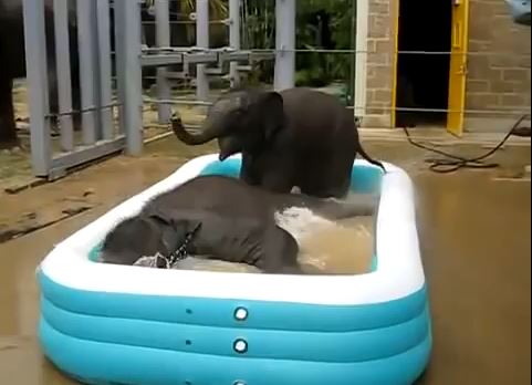 ΒΙΝΤΕΟ-Ελεφαντάκια σε πισίνα