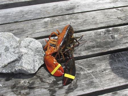 Αλιεύθηκε σπάνιος δίχρωμος αστακός