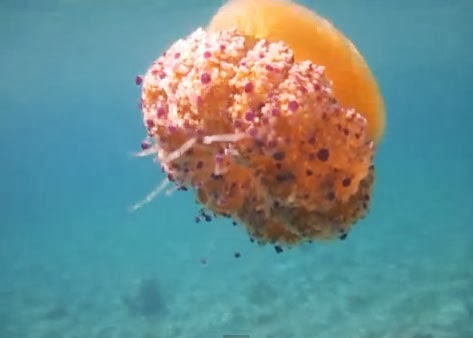 ΒΙΝΤΕΟ-Μία όμορφη…μέδουσα