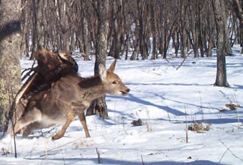 ΦΩΤΟ-Σπάνια επίθεση χρυσαετού σε ελάφι