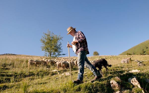 Πρόβλημα οι 250 λύκοι στη Γαλλία