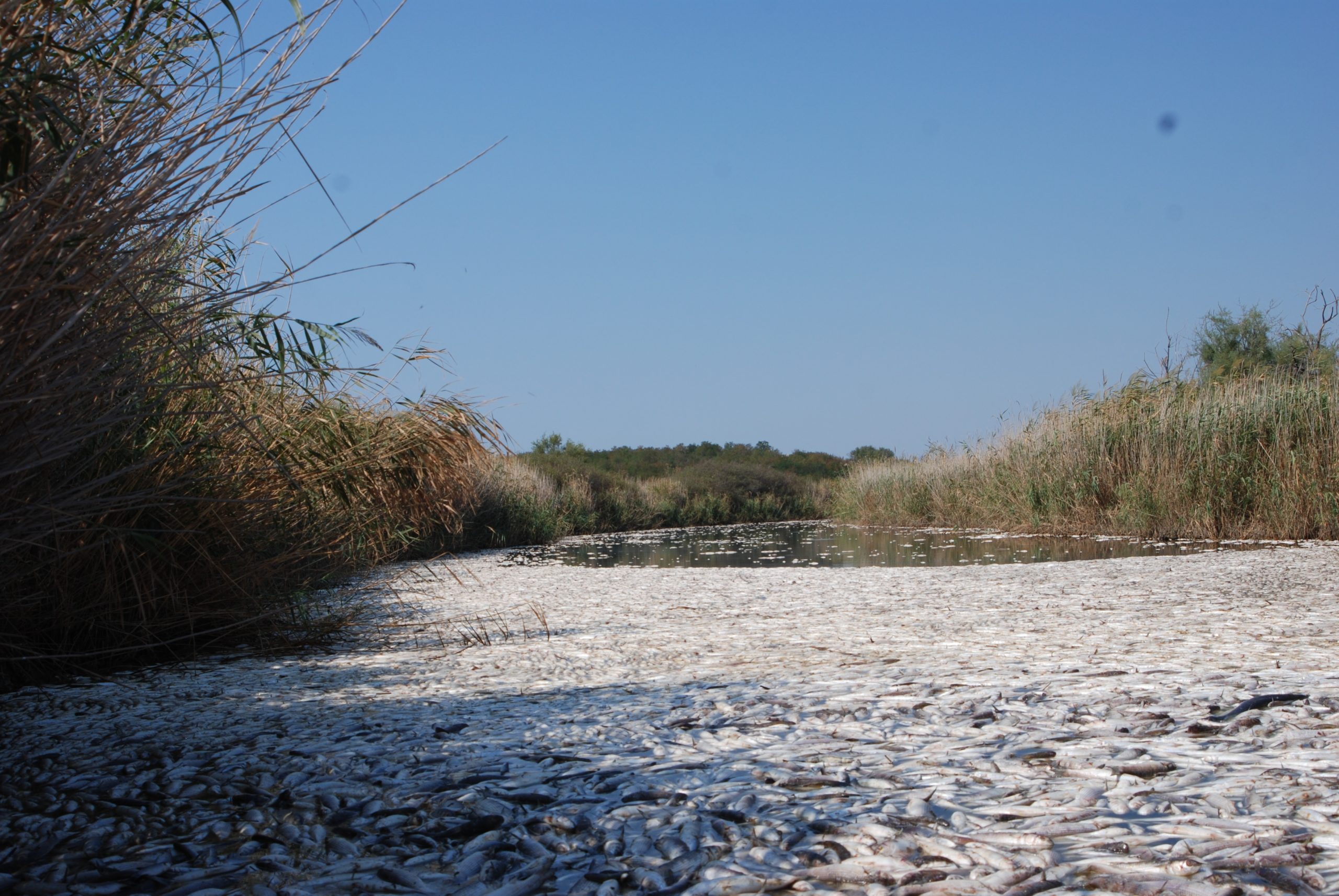 ΦΩΤΟ- Χιλιάδες νεκρά ψάρια την λίμνη Ισμαρίδα