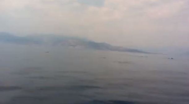 ΒΙΝΤΕΟ-Δελφίνια στην Ακράτα