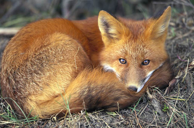 Αλεπού βρέθηκε θετική στον ιό της λύσσας