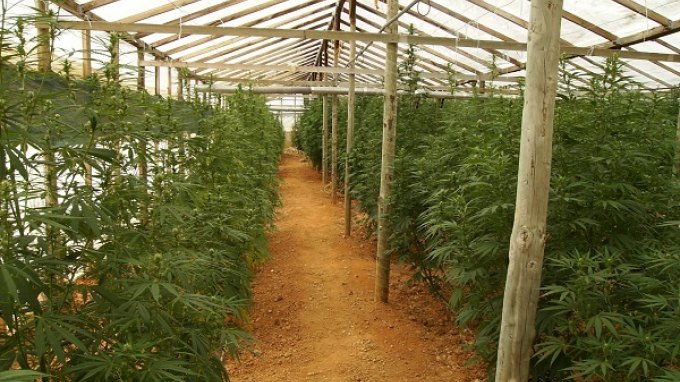 Κρήτη: Χασισόδεντρα σε θερμοκήπια