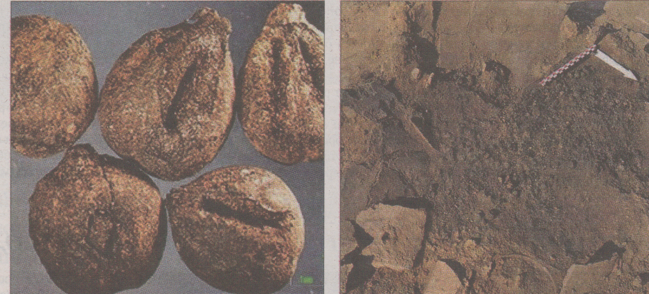 Βρέθηκε κρασί 6.000 ετών