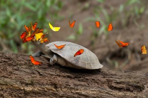 ΒΙΝΤΕΟ-Πεταλούδες πίνουν δάκρυα χελώνας