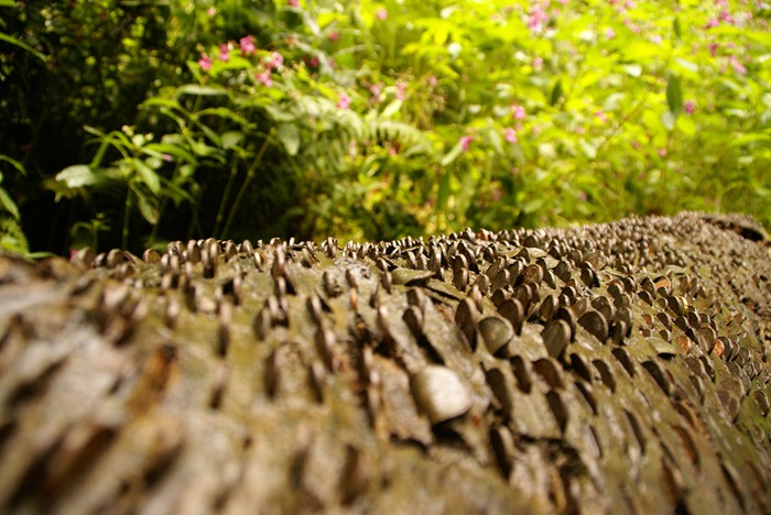 ΦΩΤΟ-Τα δέντρα με τα… χρήματα