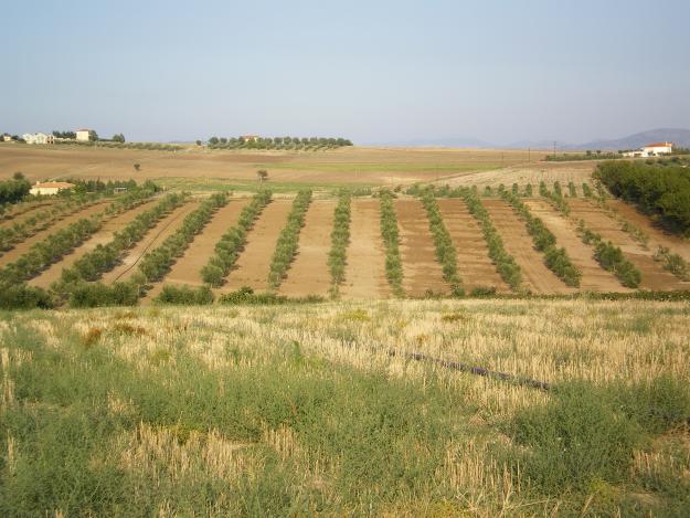 Φόρος από 1,5 έως 47,25 € το στρέμμα