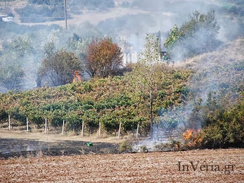 Πυρκαγιά σε αμπελώνα