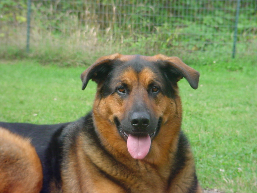 Σκότωσε σκύλο επειδή… γάβγιζε