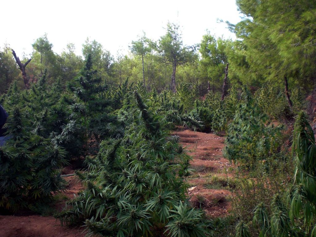 Βρήκαν κάνναβη… εκατομμυρίων