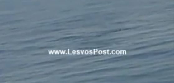 ΒΙΝΤΕΟ-Kοπάδι δελφινιών ανοιχτά της Λήμνου