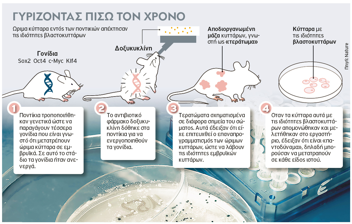 «Ζωντανεύουν» γερασμένα κύτταρα