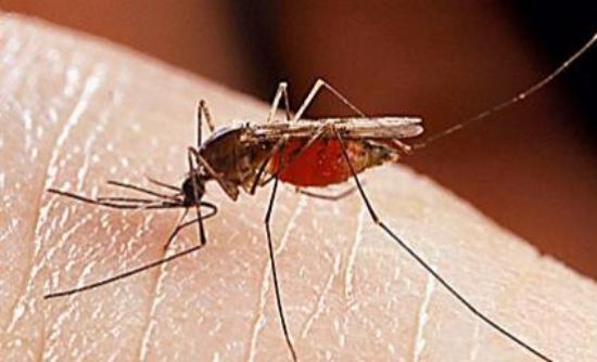 Ξάνθη: Νεκρή 100χρονη από τον ιό του Δυτικού Νείλου