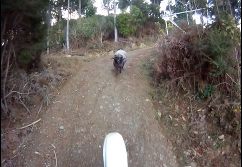 ΒΙΝΤΕΟ-Κριάρι vs Αναβάτη