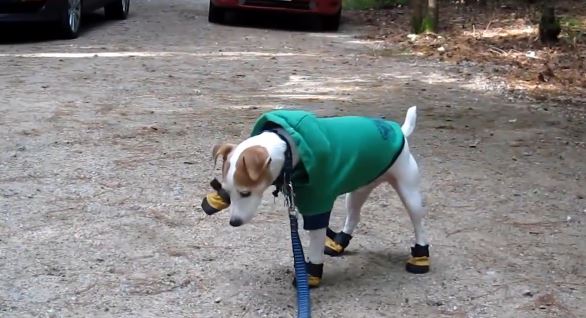 ΒΙΝΤΕΟ-Παπουτσωμένοι… σκύλοι