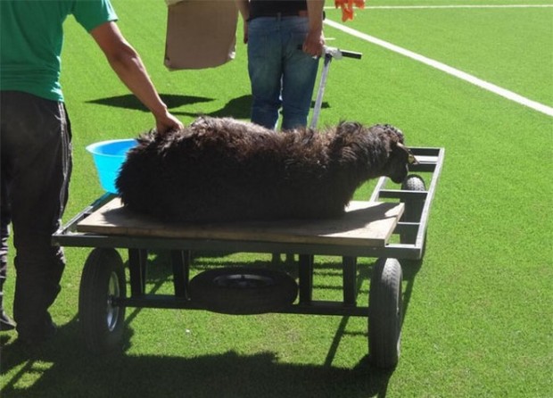 Πρόβατο “απειλεί” τον ΠΑΟΚ