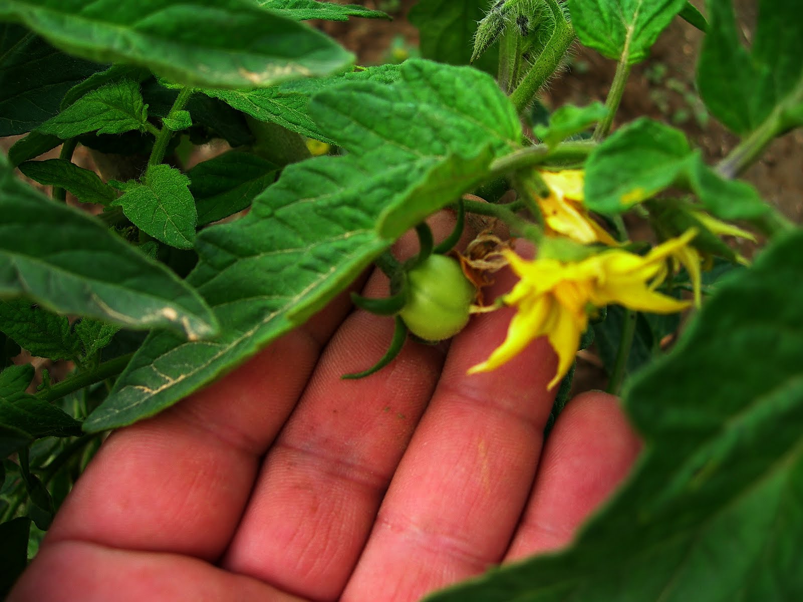 Βρέθηκαν σπόροι που…περπατούν
