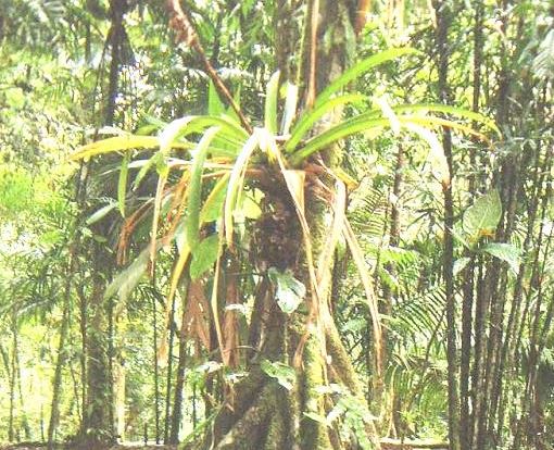 ΦΩΤΟ-Δέντρο που… περπατάει!