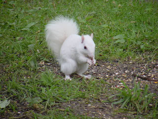Τον επισκέφθηκε σκίουρος αλμπίνο