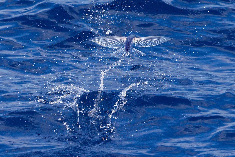 perierga.gr - Flying Fish: Το ψάρι που πετάει perierga.gr - Flying Fish: Το ψάρι που πετάει