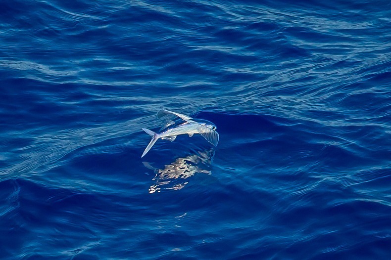 perierga.gr - Flying Fish: Το ψάρι που πετάει perierga.gr - Flying Fish: Το ψάρι που πετάει