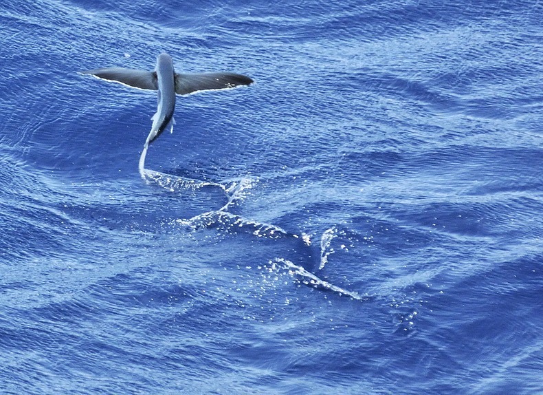 perierga.gr - Flying Fish: Το ψάρι που πετάει perierga.gr - Flying Fish: Το ψάρι που πετάει