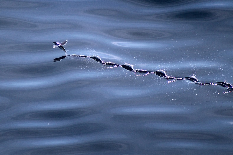 perierga.gr - Flying Fish: Το ψάρι που πετάει perierga.gr - Flying Fish: Το ψάρι που πετάει