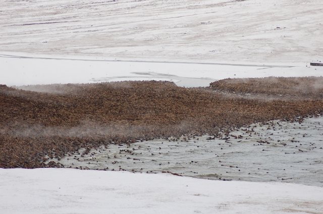 perierga.gr - Εντυπωσιακοί σχηματισμοί ζώων στη φύση! perierga.gr - Εντυπωσιακοί σχηματισμοί ζώων στη φύση!