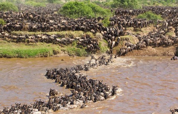 perierga.gr - Εντυπωσιακοί σχηματισμοί ζώων στη φύση! perierga.gr - Εντυπωσιακοί σχηματισμοί ζώων στη φύση!