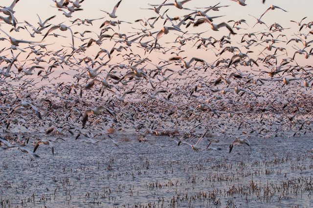 perierga.gr - Εντυπωσιακοί σχηματισμοί ζώων στη φύση! perierga.gr - Εντυπωσιακοί σχηματισμοί ζώων στη φύση!
