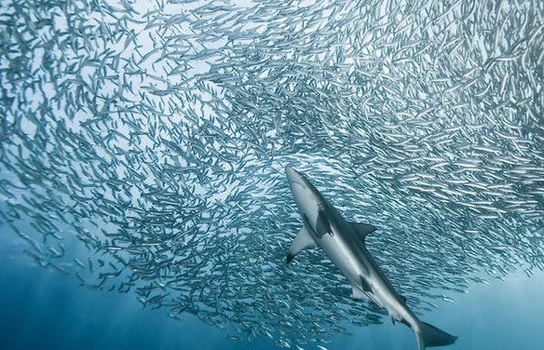 perierga.gr - Εντυπωσιακοί σχηματισμοί ζώων στη φύση! perierga.gr - Εντυπωσιακοί σχηματισμοί ζώων στη φύση!