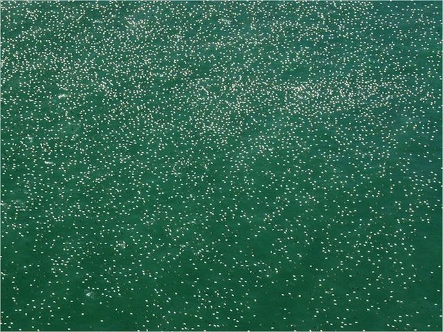 perierga.gr - Εντυπωσιακοί σχηματισμοί ζώων στη φύση! perierga.gr - Εντυπωσιακοί σχηματισμοί ζώων στη φύση!