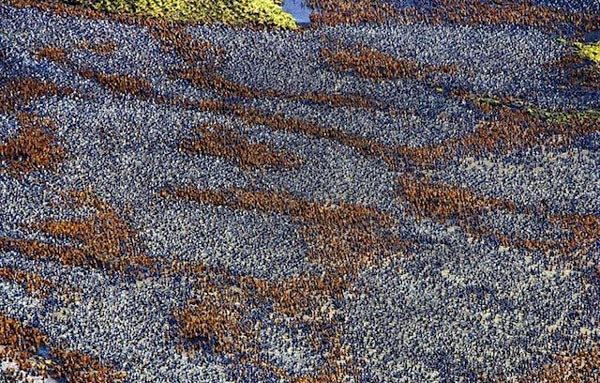 perierga.gr - Εντυπωσιακοί σχηματισμοί ζώων στη φύση! perierga.gr - Εντυπωσιακοί σχηματισμοί ζώων στη φύση!