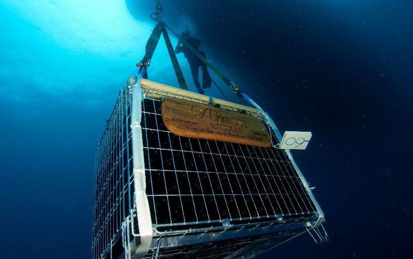 perierga.gr - "Η άβυσσος του κρασιού": Μια υποβρύχια... κάβα!