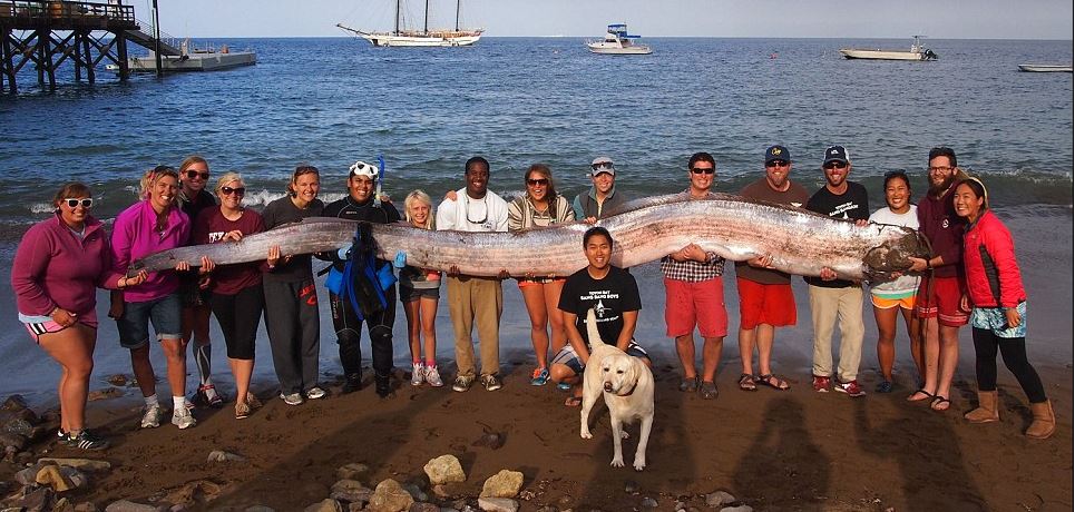 BINTEO-Έπιασαν γιγαντιαίο ψάρι