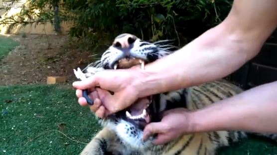 ΒΙΝΤΕΟ-Το πιο επικίνδυνο επάγγελμα του κόσμου