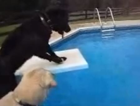 ΒΙΝΤΕΟ-Παίζουν και μόνοι τους