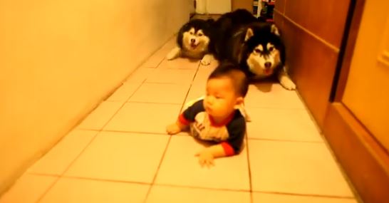 ΒΙΝΤΕΟ-Σκύλοι μιμούνται μπόμπιρα που μπουσουλάει