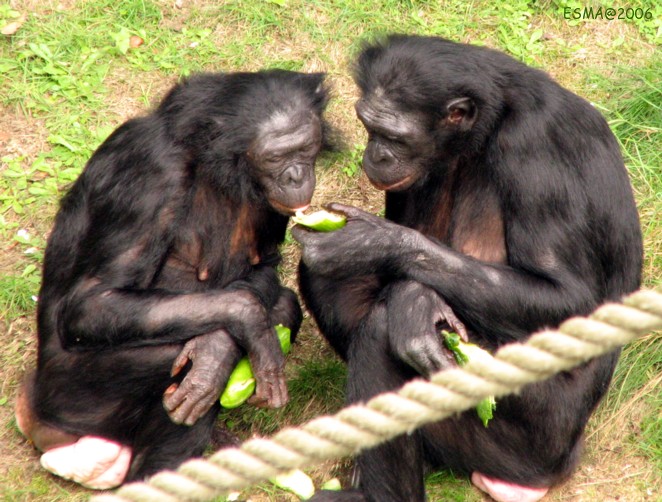 Οι μαϊμούδες ξέρουν να… συζητούν