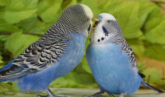 Έκλεψαν παπαγαλάκια αξίας 60.000 λιρών